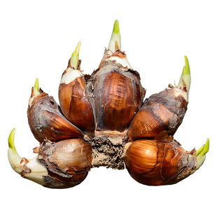 【霸王水仙】漳州水仙花大种球单瓣多芽多花冬季室内阳台耐寒花卉