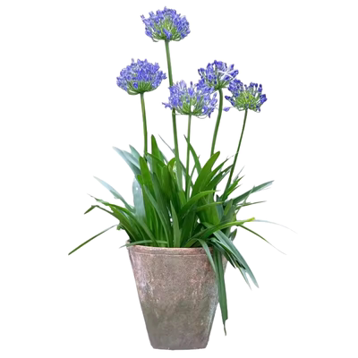 11年老店百子莲花苗包活包开对版