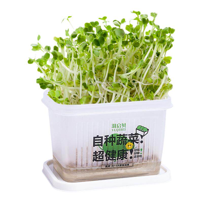 小学生儿童植物观察盒绿豆芽生长种植水培盆栽幼儿园实验作业