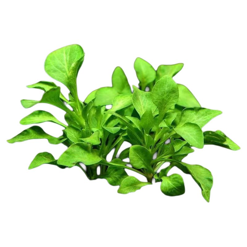 绿波淡水有茎类淡水水草