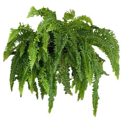 波士顿蕨盆栽蕨类植物客厅壁挂水培绿植阳台花卉室内好养四季常青