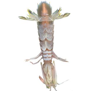 北海海鲜活蒸熟海虾皮皮虾濑尿虾全母有黄特大膏虾富贵虾速冻包邮