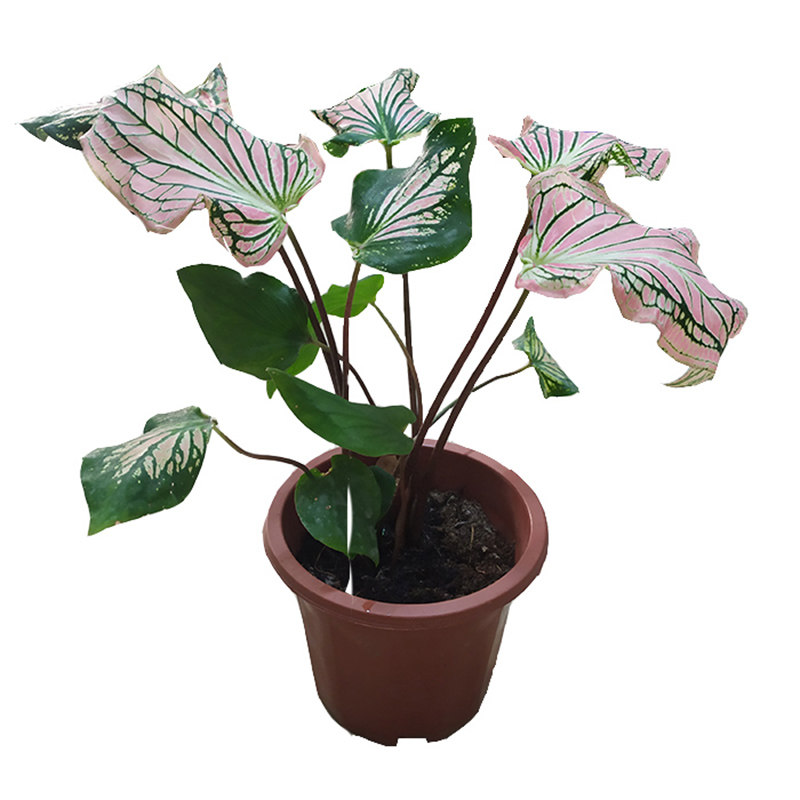 新手易养彩叶芋海芋种球盲盒3粒