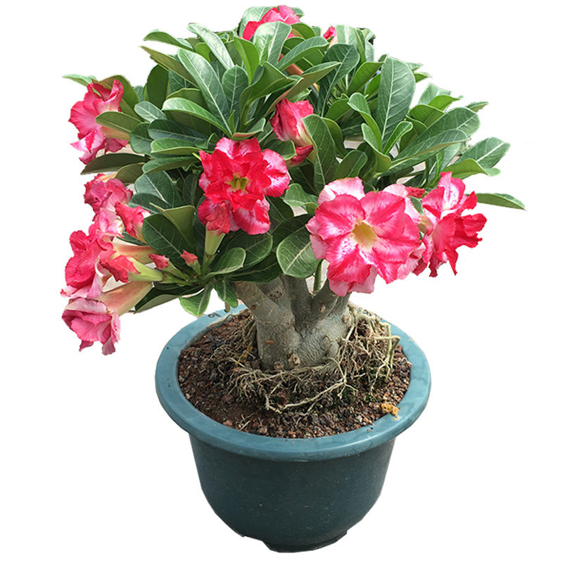 沙漠玫瑰3年苗包对版精品重瓣花色盆栽绿植沙生植物当年开花阳台