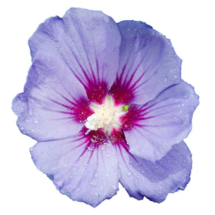 【直播】虹越进口木槿花盆栽苗庭院花园耐寒耐热勤花木本灌木树苗
