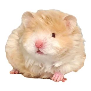 家养长毛金丝熊活物大体小宠稀有卷毛黑火蜜波利纯银鸽灰肉桂仓鼠