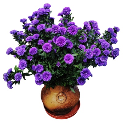 紫菀盆栽带花苞小卡罗荷兰菊花苗