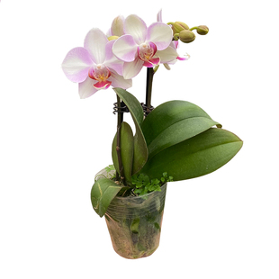 筑花坊蝴蝶兰带花苞单双剑开花株家庭年宵花室内盆栽带花真花植物