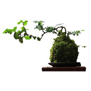福建茶绿植室内树桩盆景客厅悬崖造型小黄杨盆栽老桩四季常青苔藓