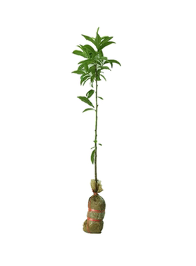 多季开花丹桂八月纯种金桂桂花苗