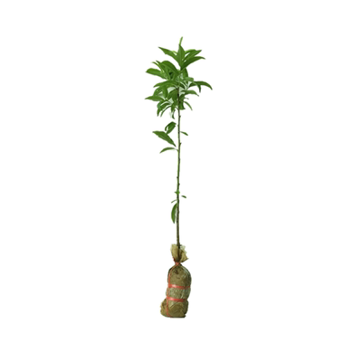 多季开花丹桂八月纯种金桂桂花苗