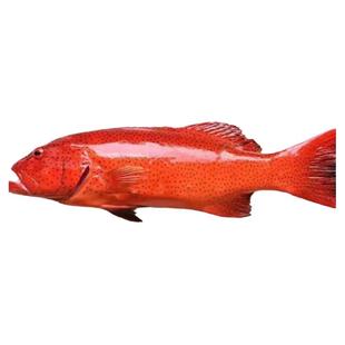 海南西沙深海东星斑鱼新鲜海鲜鲜活冷冻燕尾斑瓜子斑空运冷链包邮