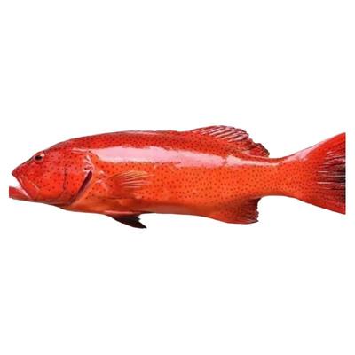 海南西沙东星斑鱼冷冻冷链包邮