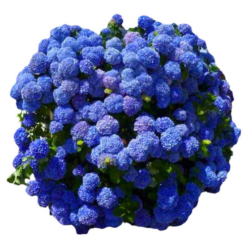 万华镜大苗石灰灯绣球花苗花神三