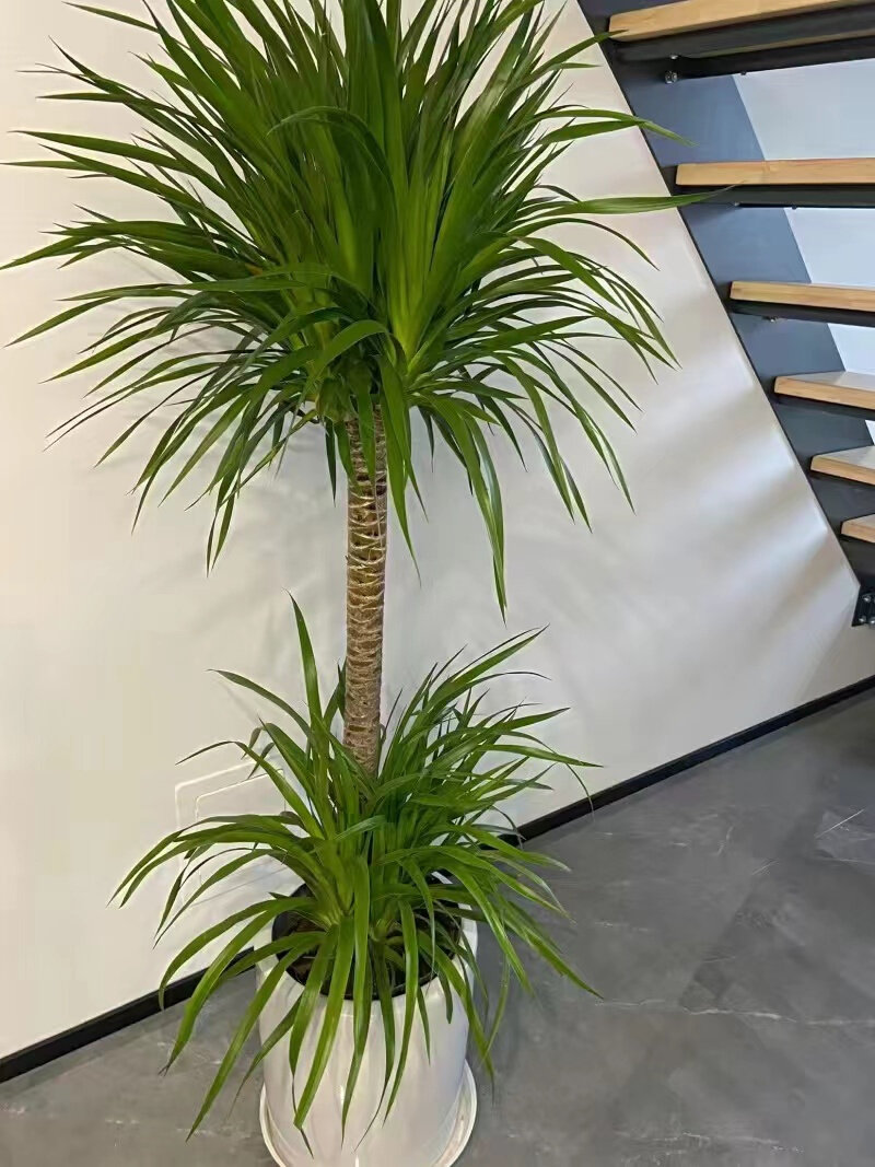 新双层龙血树盆栽大型龙须树室内吸甲醛客厅净化空气北欧风网红植