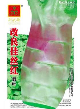 四川挂丝紫红皮秋冬田园莴笋种子