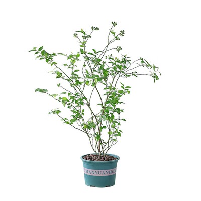 蓝莓树果苗蓝莓苗盆栽南北方种植