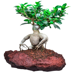 榕树盆景大人参榕绿植金钱榕盆景大型老桩盆栽客厅办公室花卉基地