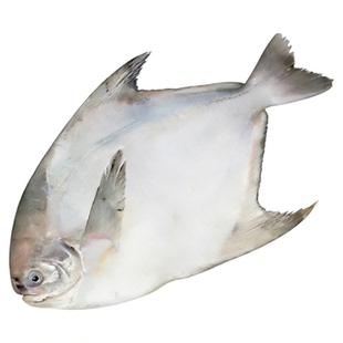 特大银鲳鱼新鲜冷冻深海舟山海鲜活东海冰鲜海捕白鲳鱼水产昌鱼