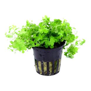 天胡荽水草鱼缸造景前景草入门级水陆雨林缸天湖荽迷你铜钱草活体