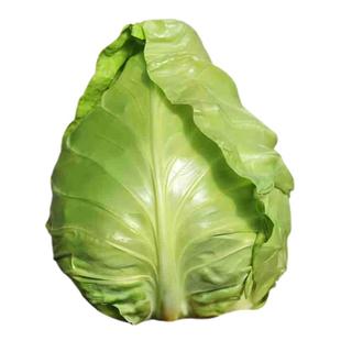 农科院甘蓝种子紫甘蓝苗圆白菜卷心包菜羽衣甘蓝春秋易种蔬菜籽孑