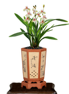 四季建兰荷瓣君荷带花浓香型好养
