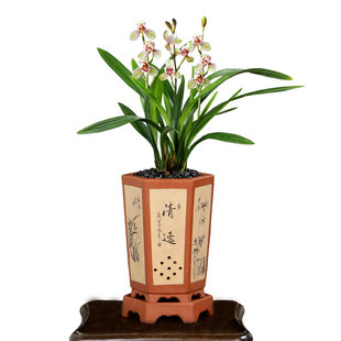 翁源兰花苗老种四季建兰君荷带花浓香忆香荷好养室内花卉绿植盆栽