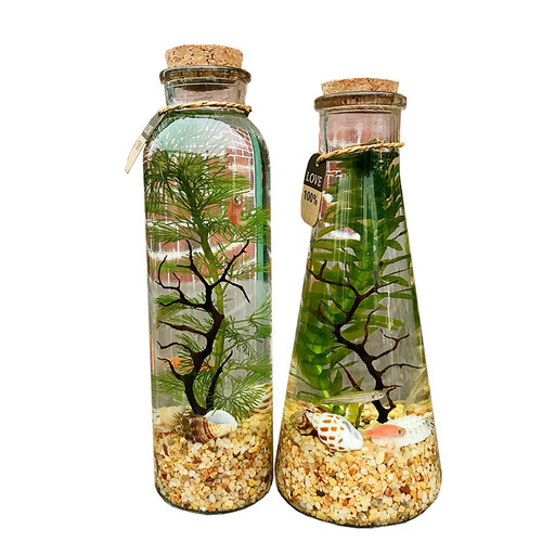 生态瓶DIY鱼微景观生态球高朋硅创意DIY设计花瓶玻璃鱼缸办公桌
