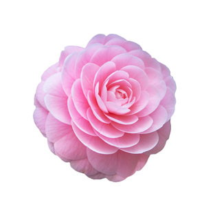 种花王大爷 茶花盆栽植物木本花卉浓香型庭院室内四季好养山茶花