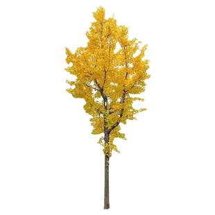 银杏树活苗庭院老桩街道大树绿化苗木行道树金叶银杏树南北方种植