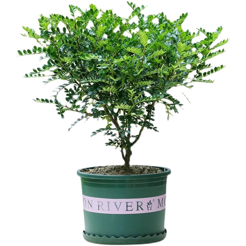 清香木盆栽室内阳台驱蚊植物