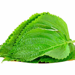 苏子叶新鲜 现摘现发包邮腌制泡菜东北农家种韩式烤肉可食用苏叶