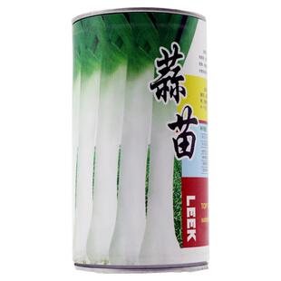 蒜苗韭葱种子青蒜洋蒜苗洋大蒜秋季大田基地抗病四季高产蔬菜菜蒜