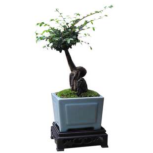 小叶榆树怪根老桩造型绿植盆栽榆榔植物盆景好养客厅办公桌摆件