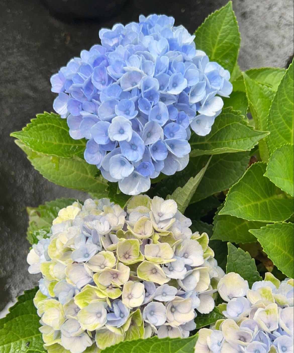 品种绣球大苗纱织小丑万华镜蒂亚娜阳台庭院今年可开花旺峰源农场