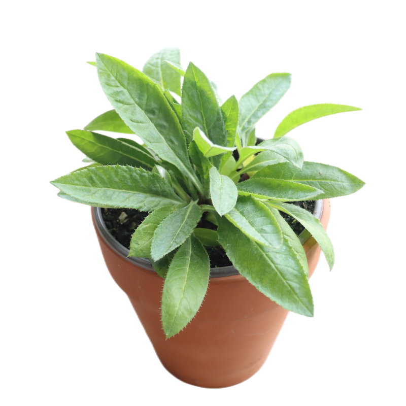 蓝星球不可食用多年生地被植物盆栽克拉香草蓝刺头庭院阳台窗台盆