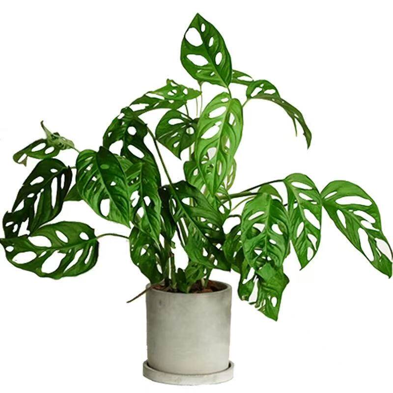 水培植物仙洞龟背竹绿盆栽