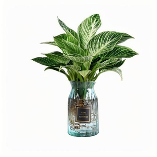 水培铂金钻锦化绿公主室内盆栽北欧绿植高颜值夏季书房植物提神