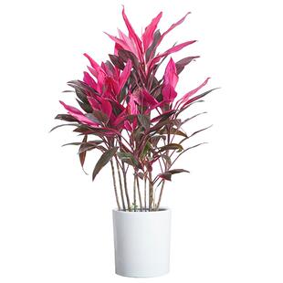 红叶朱蕉盆栽大型室内客厅卧室除甲醛观叶盆景花卉水培红叶铁植物