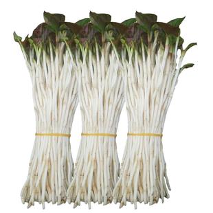 折耳根嫩芽新鲜猪鼻孔鱼腥草生鲜疏菜凉拌侧耳根四川农家特产蔬菜