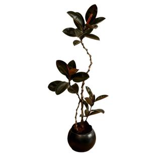 黑金刚橡皮树客厅绿植高级感大盆栽植物轻奢办公室内落地高端好养