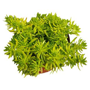 拾园记黄金佛甲草草皮苗屋顶绿化耐寒热庭院室内外地被花卉绿植物