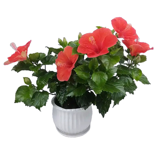 朱槿花扶桑花盆栽花苗室内阳台带花苞庭院植物四季开花丹麦木槿禄