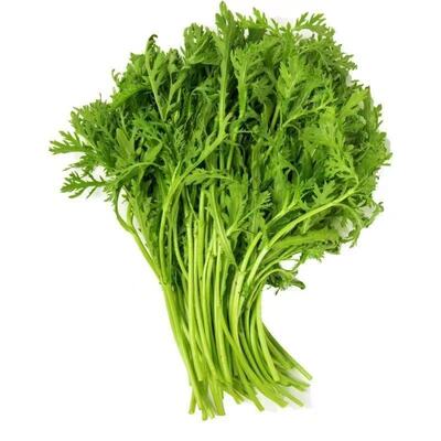 小叶茼蒿种子种籽光杆秆