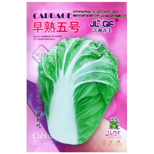 早熟五号白菜种子包心黄心大白菜种籽耐热耐湿春秋农家菜园蔬菜孑