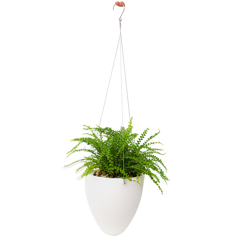 大型蕨类植物室内绿植花草