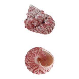 寄居蟹替换壳～房子大号小号天然贝壳海螺壳摆件装饰鱼缸造景备用
