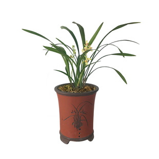 三叶青种苗金线吊葫芦净化空气绿植盆栽办公室三叶青苗清热降火