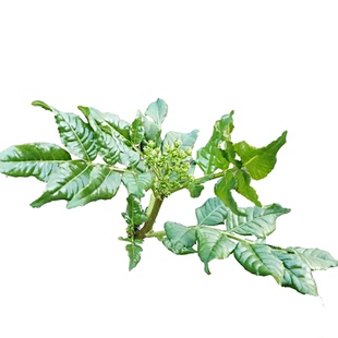 无刺大红袍花椒嫁接枝条陇南武都无刺花椒树苗接穗狮子头嫁接专用