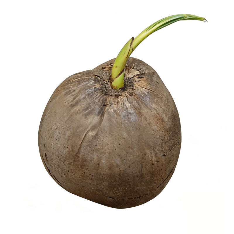 干皮老椰子】婚庆过大礼用有芽